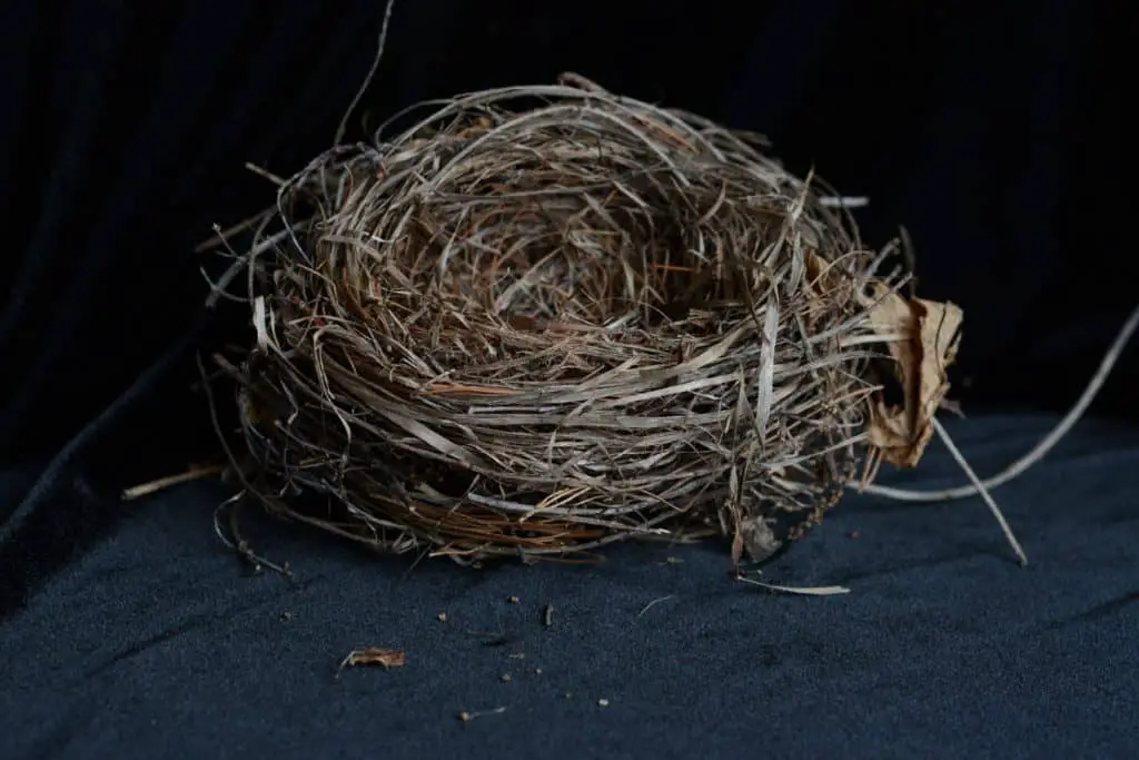 birds nest in garage