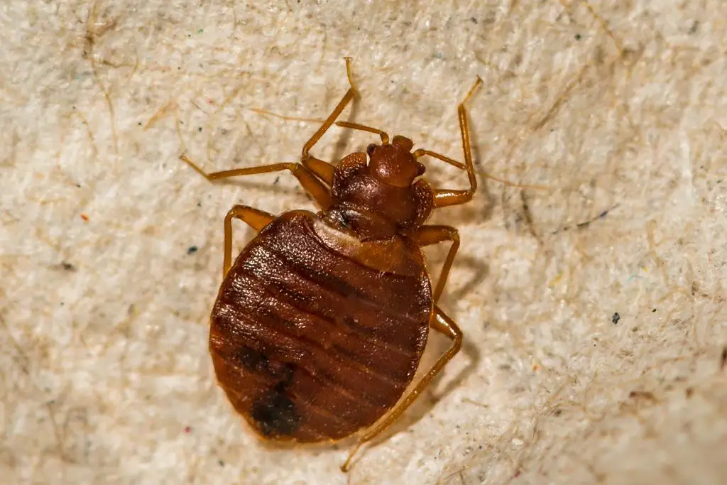Do Bed Bugs Actually Fly Or Jump Home Garage Projects