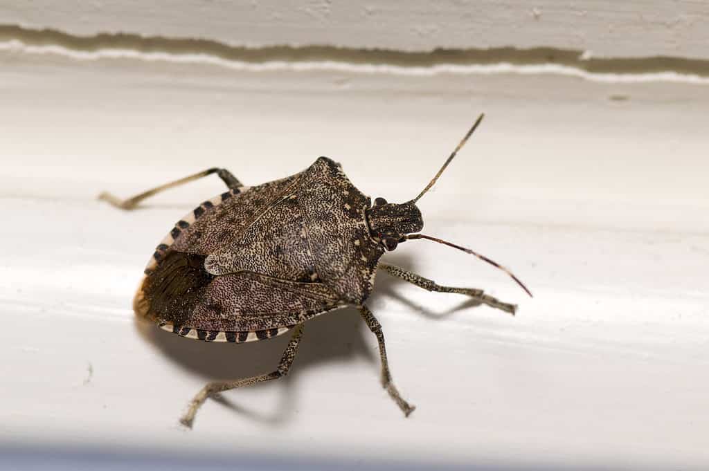 do stink bugs bite