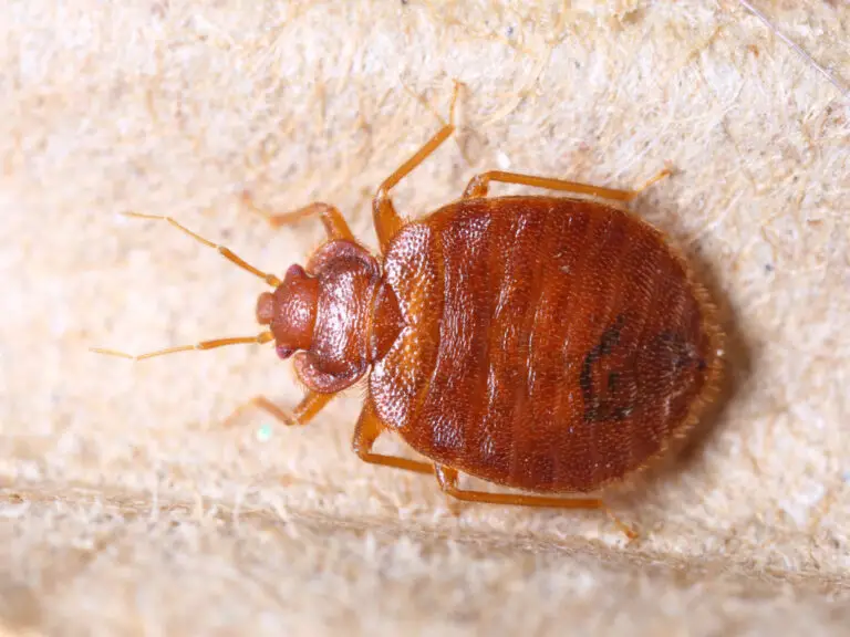 does-hot-water-kill-bed-bugs-home-garage-projects