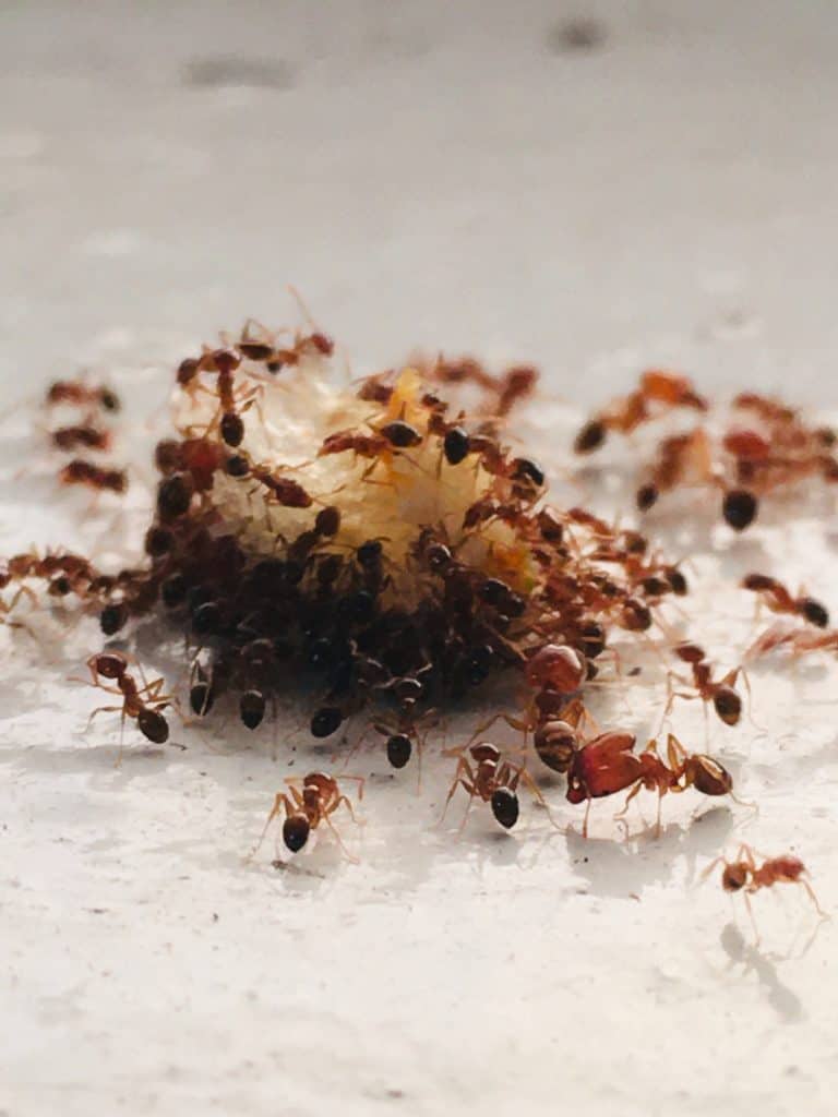 how to get rid of ants in the car