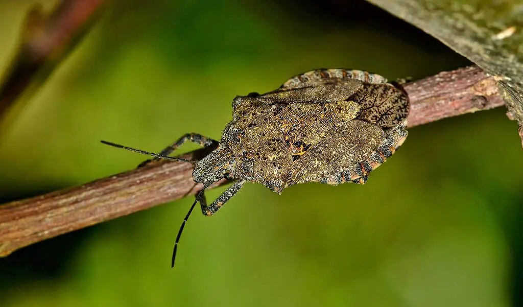 what repels stink bugs